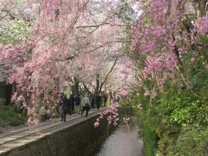 2018年京都の開花情報