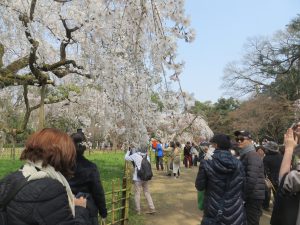 御所近衛邸跡の糸桜満開