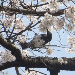 御所近衛邸跡の糸桜満開