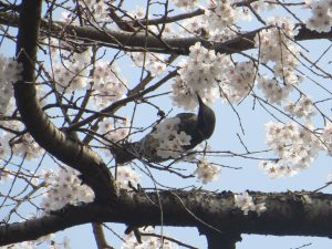 御所近衛邸跡の糸桜満開